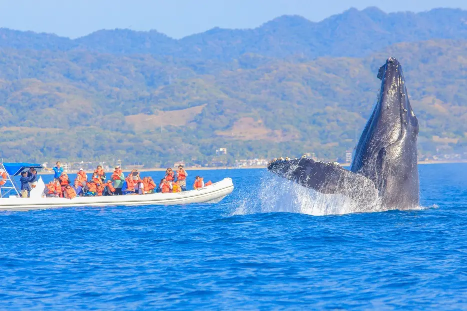 ABC del avistamiento de ballenas en Puerto Vallarta