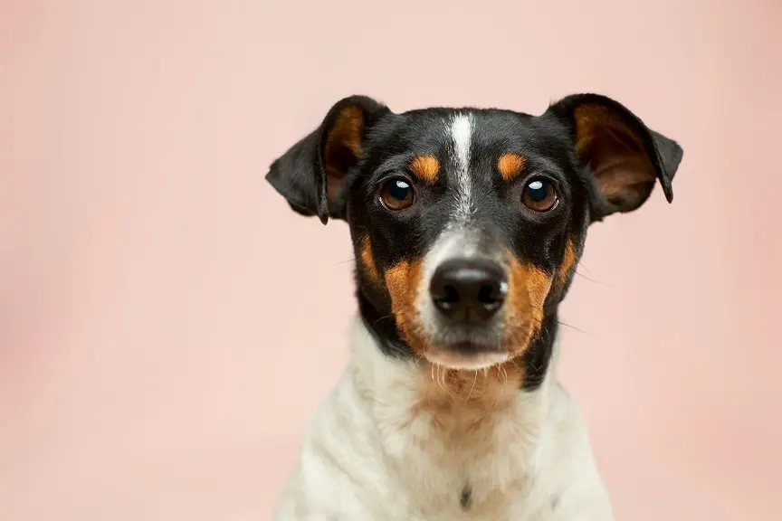 Pet friendly y otras genialidades ilimitadas de AC Brunch, en AC by Marriott Santa Marta