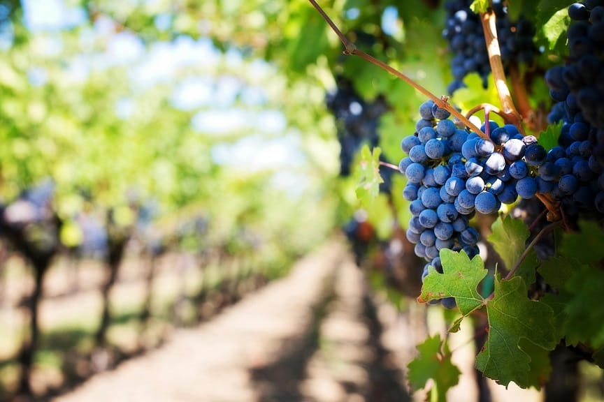 Descubre la ruta del vino en Colombia: un viaje de sabores y paisajes inolvidables 