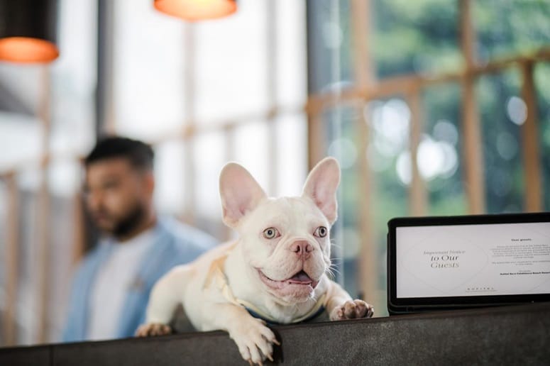 Barú lanza nuevo programa PET FRIENDLY