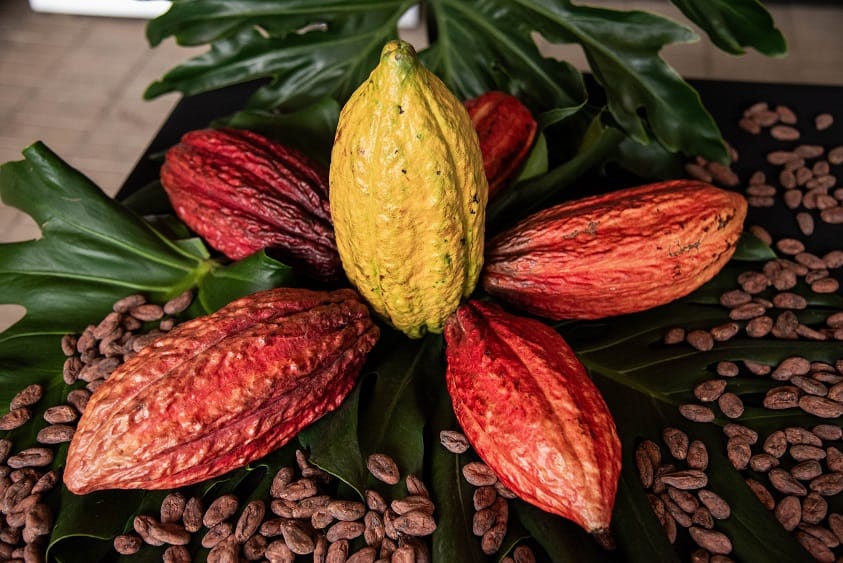 El sabor y la tradición del cacao colombiano protagonizan la sexta versión de Chocoshow en Corferias