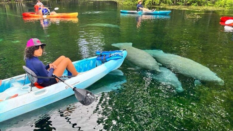 Conozca los datos curiosos de la vida salvaje en Orlando que no se puede perder en su próximo viaje