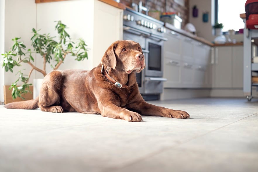 Temporada de verano: ¿Cómo identificar y tratar el golpe de calor en perros y gatos?