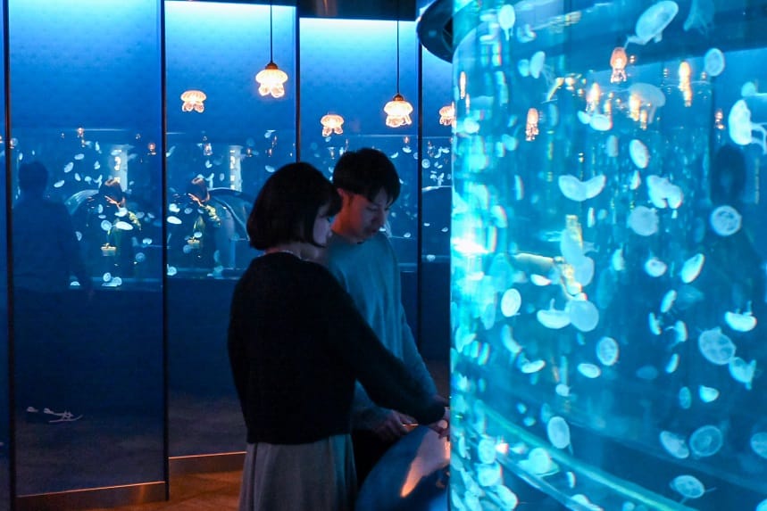 Disfrutar de una experiencia fantástica en el Acuario de Kioto durante las vacaciones del Año Nuevo Lunar