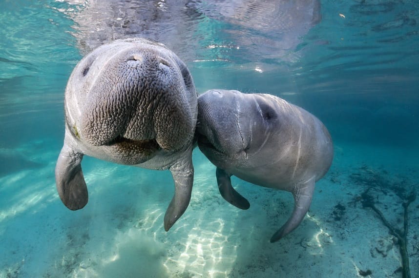Temporada de Manatíes en Florida: experiencias únicas con los gigantes gentiles