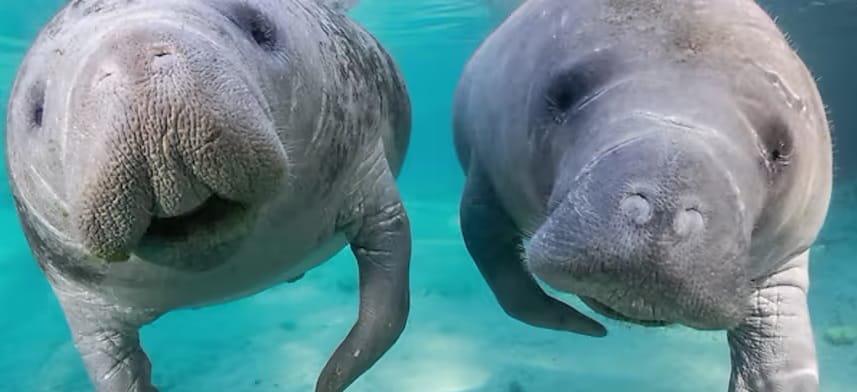 Eventos de primavera de 2025 para disfrutar en familia en Amelia Island