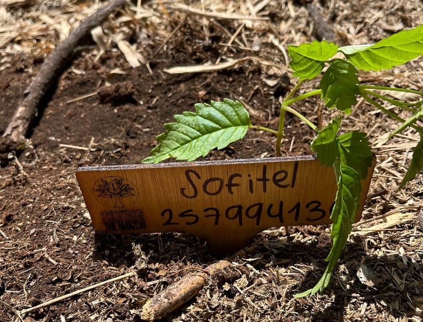 Sofitel Bogotá Victoria Regia y Saving the Amazon restauran bosque nativo en Tenjo