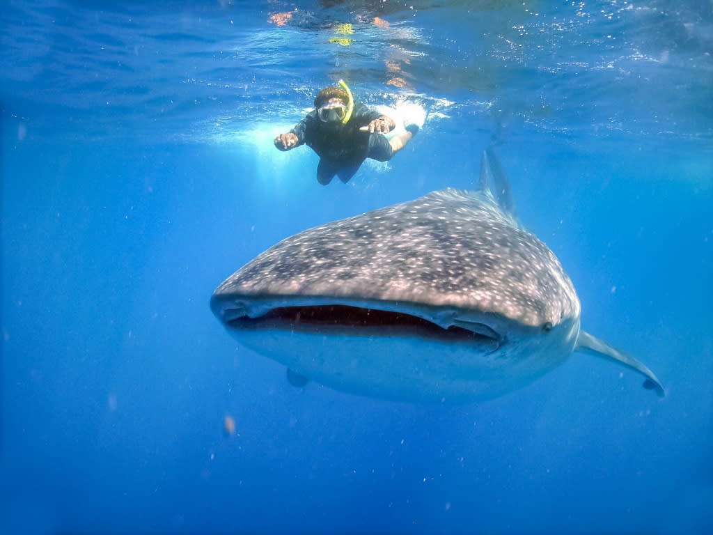 Un gigante de las profundidades visita Los Cabos y revela los secretos del Mar de Cortés