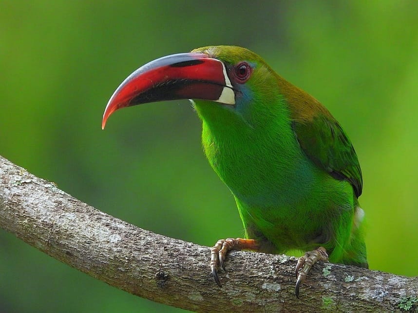 ¡Colombia rompe récords de turismo y encabeza el conteo mundial de aves, otra vez!