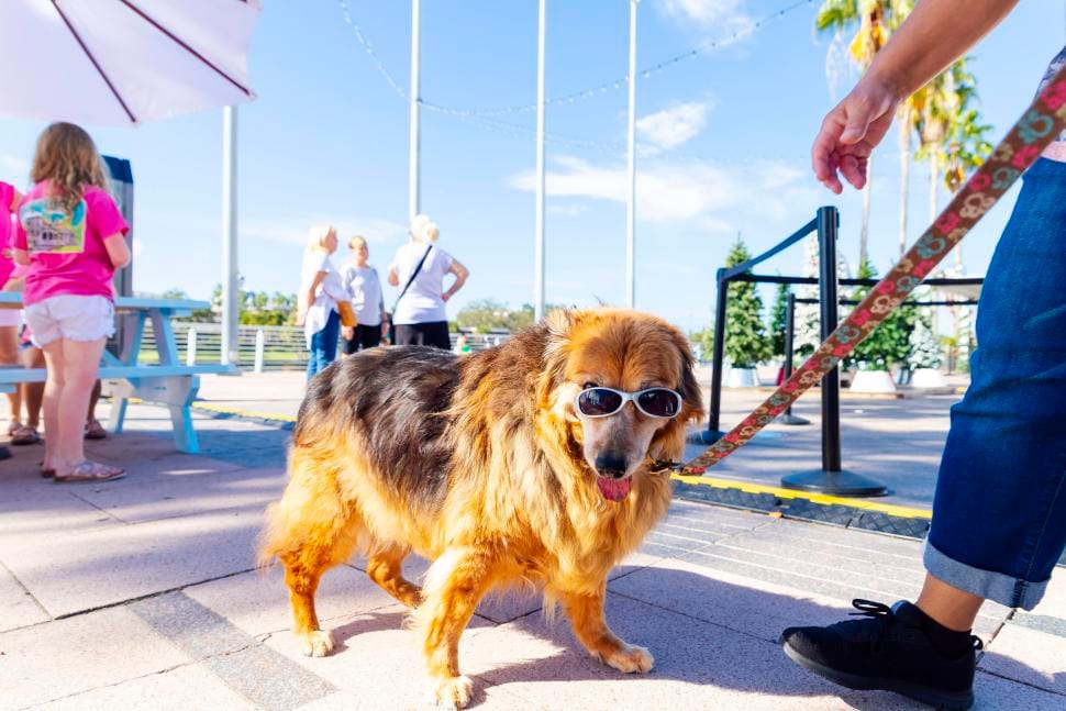 ¿Vacaciones con tu perro? Tampa Bay lo hace posible con opciones para todos