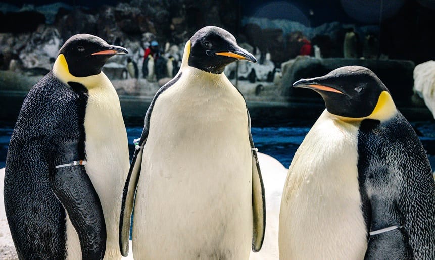SeaWorld Orlando presenta por primera vez a los únicos pingüinos emperador del hemisferio occidental