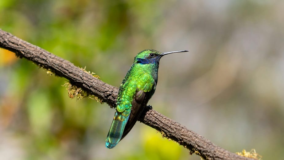Colombia se consolida como destino importante para avistamiento de aves, de acuerdo con Booking.com