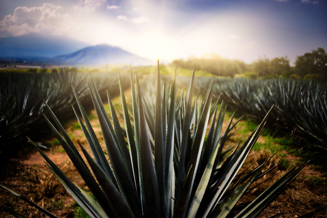 Guadalajara y Tequila celebran diciembre entre libros, tradiciones y sabor