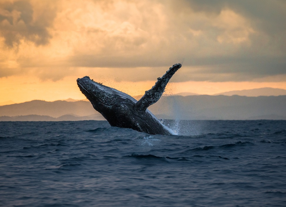 SATENA impulsa la conectividad con el Pacífico colombiano con tarifa promocional en la ruta Cali–Nuquí