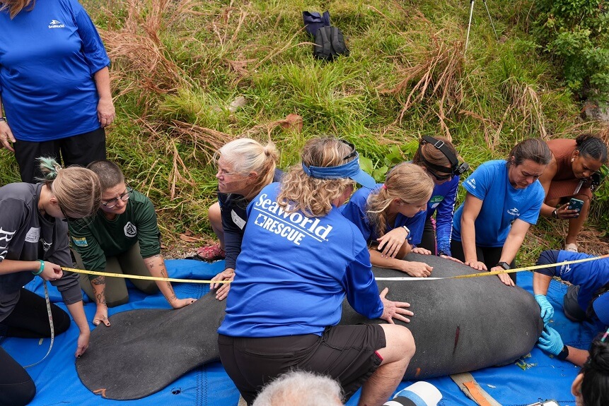 SeaWorld devuelve manatí a la naturaleza tras ser rescatado de un sumidero en Melbourne Beach, Florida