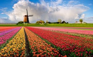 Primavera en los Países Bajos: cuatro experiencias imperdibles para descubrir con KLM