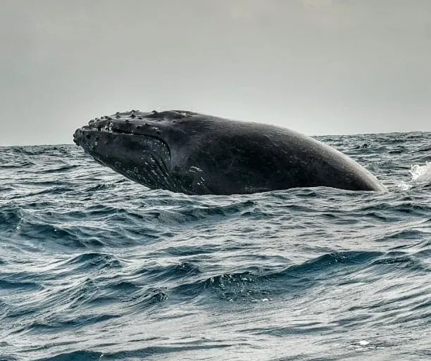 Más de 8.000 ballenas llegarán al Pacífico colombiano mientras comunidades impulsan modelo de avistamiento responsable más de 8.000 ballenas llegarán al pacífico colombiano mientras comunidades impulsan modelo de avistamiento responsable resultado