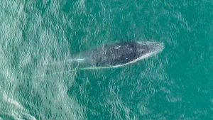 El norte peruano da apertura oficial a la temporada de avistamiento de ballenas jorobadas 2026