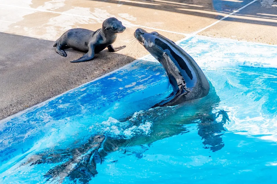 El nacimiento de un delfín mular y un león marino amplía los programas de investigación en SeaWorld San Diego