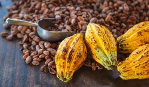 El cacao se consolida como eje de agroturismo y desarrollo regional en Santander