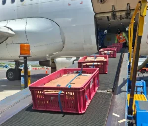LATAM Cargo transporta el 80% del mango de azúcar del Magdalena para su exportación a mercados internacionales