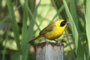 Los Cabos celebra su segundo Festival Internacional de las Aves con más de 340 especies en agenda