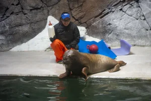 Morsa en SeaWorld Orlando la cría rescatada en Alaska