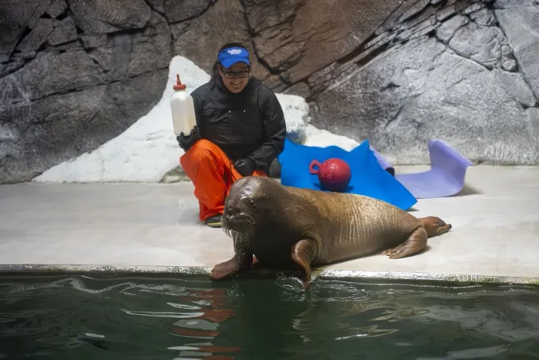 Morsa en SeaWorld Orlando: Annautaq, la cría huérfana rescatada en Alaska que tiene nuevo hogar en Florida