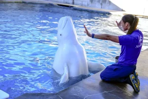 SeaWorld Orlando y Aquatica renuevan certificación animal